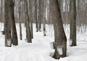 Traditional maple syrup production in Quebec, Canada.