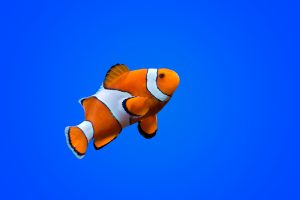 Amphiprioninae clown fish on deep blue sea color background