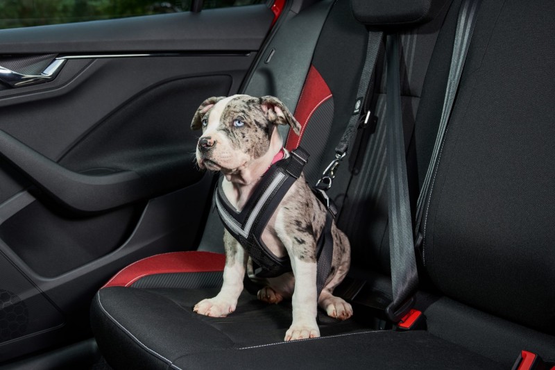 Dog in a safety harness - Skoda Karoq