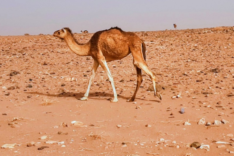 Camel, Morocco